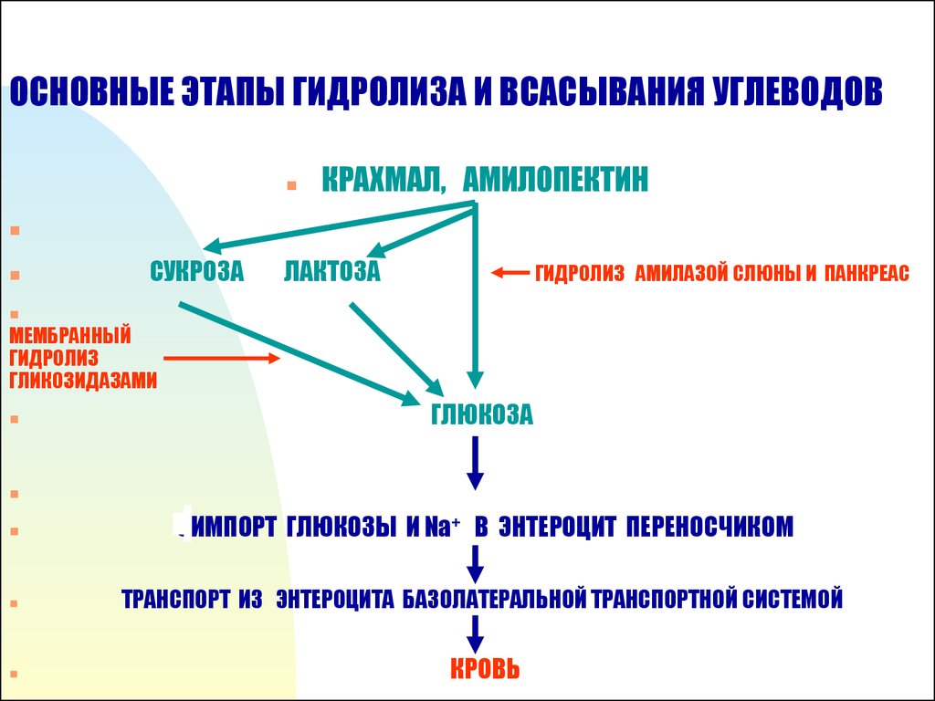 Схема переваривания липидов биохимия