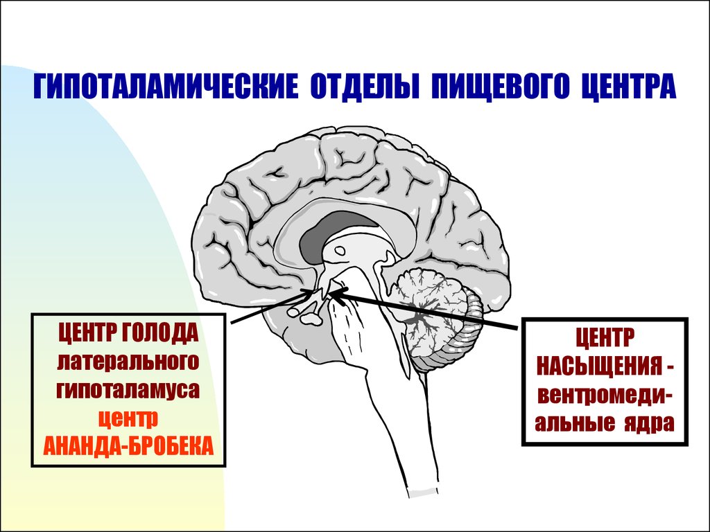 Центр жажды головного мозга