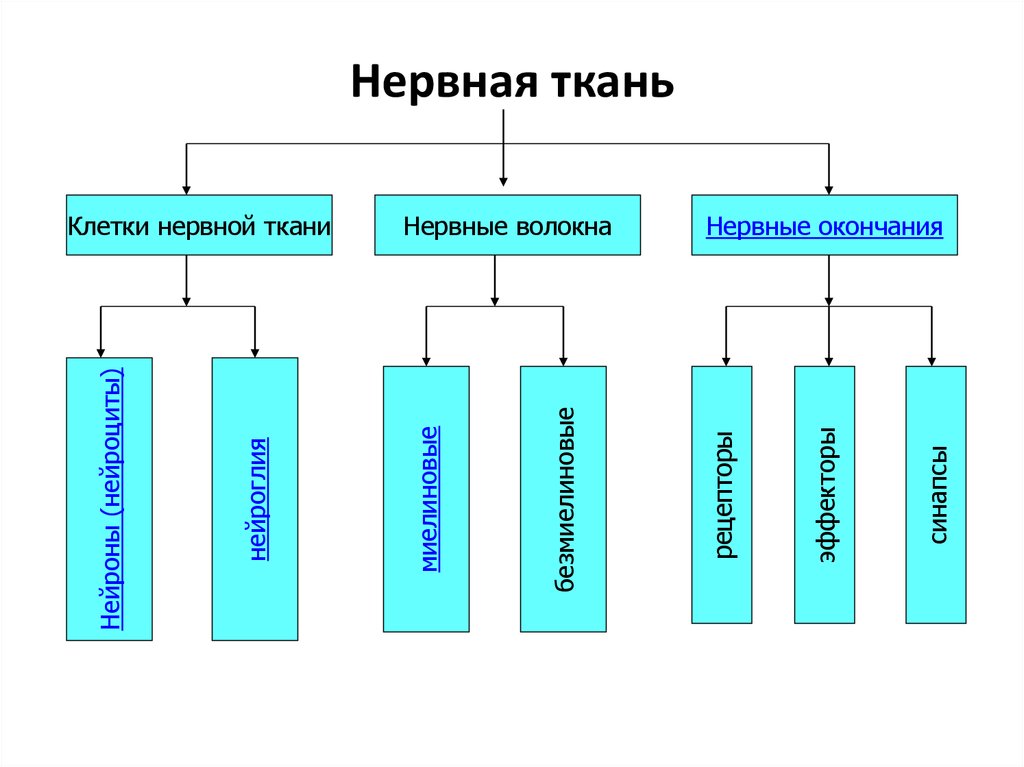 Схема тканей. Классификация нервной ткани. Классификация нервной ткани таблица. Нервная ткань классификация схема. Графологическая схема нервная ткань.