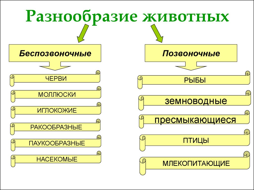 Схема разнообразие животных