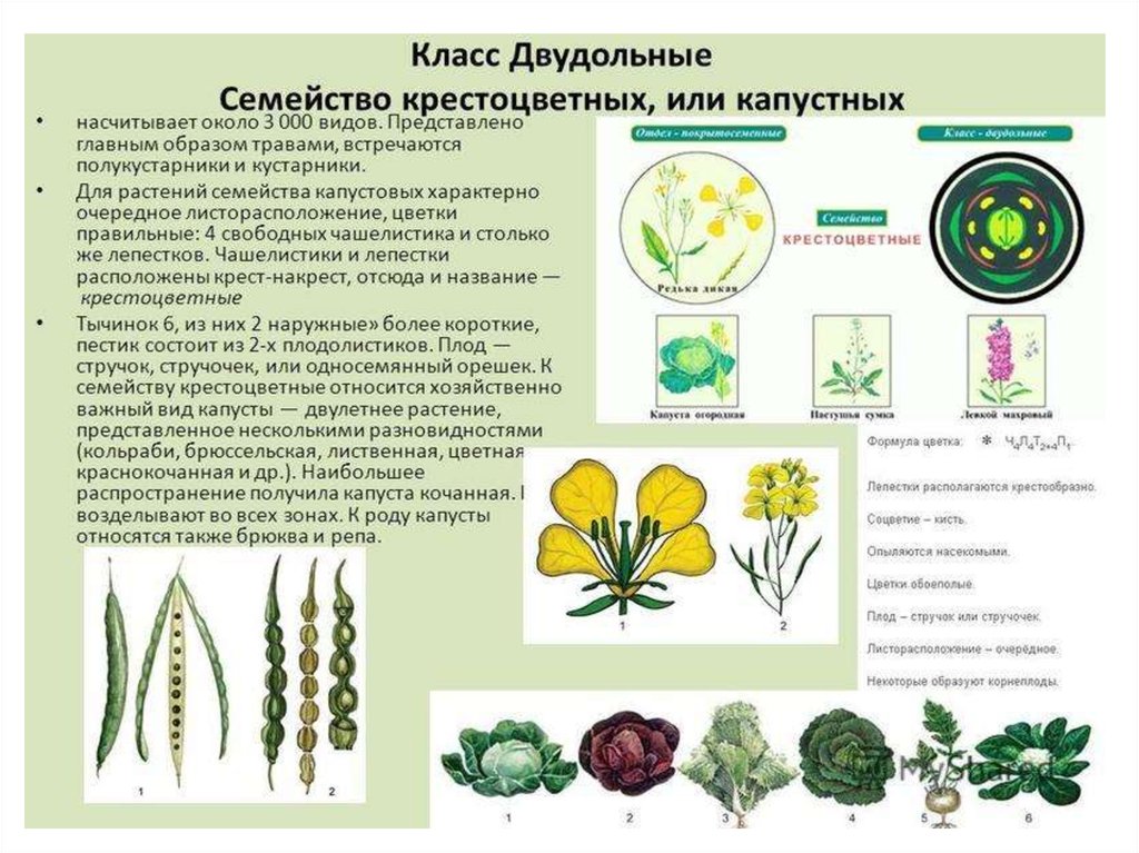 Диаграмма цветка капусты огородной