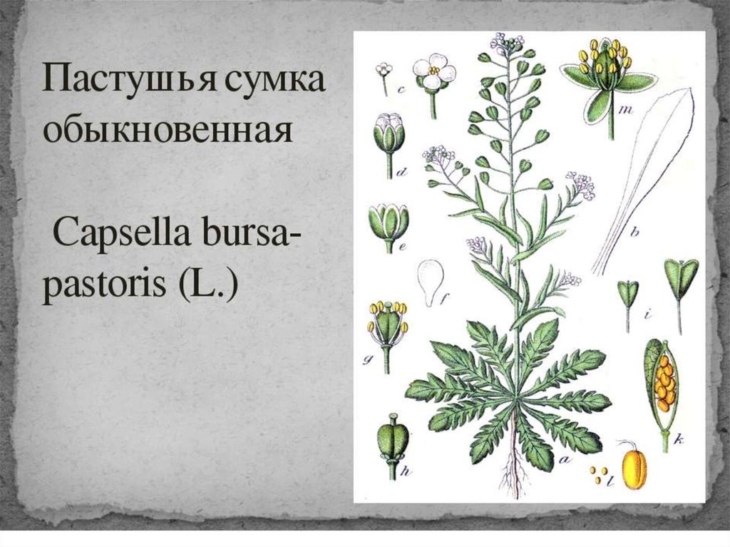 Внешнее строение пастушьей сумки. Пастушья сумка строение. Пастушья сумка строение растения. Пастушья сумка ботаника. Строение плода пастушьей сумки.