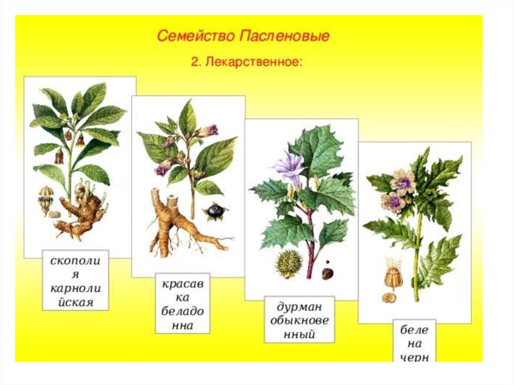 Белена относится к семейству пасленовые. Пасленовые лекарственные растения. Пасленовые дикорастущие растения. Белена и дурман. Семейство Пасленовые представители.