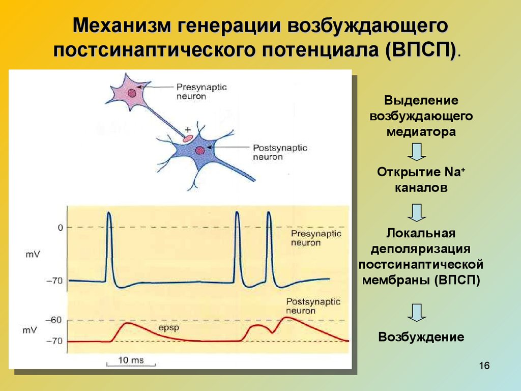 Синдром рефлекторной возбудимости. Механизмы развития возбуждающего постсинаптического потенциала. Гиперполяризация мембраны нервной клетки. Механизм возникновения возбуждающего постсинаптического потенциала. Механизмы формирования ВПСП И ТПСП.