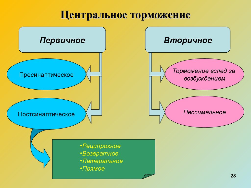 Схема нейрофизиологического механизма сеченовского торможения