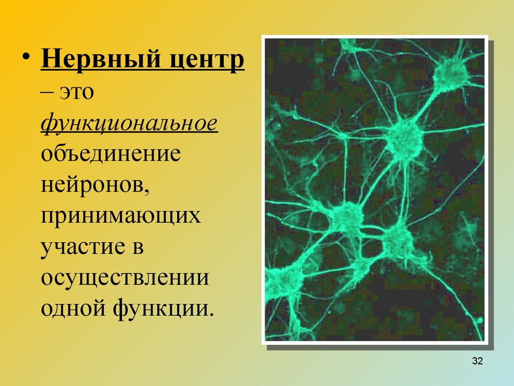 Осуществляет связь между нейронами какой нейрон. Нервный центр. Нейроны нервного центра. Понятие о нервном центре. Нервный центр это физиология.