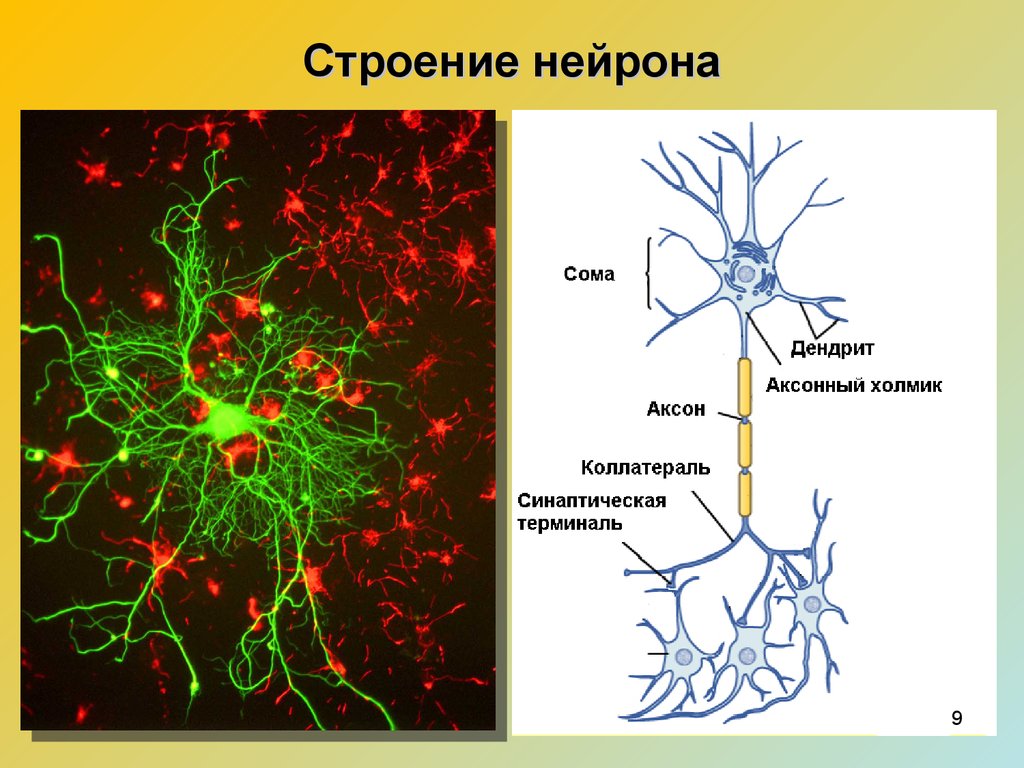Особенности строения нервных клеток. Строение нейрона коллатерали. Нервная система строение нейрона. Общая схема строения нейрона. Строение нервной клетки нейрона.