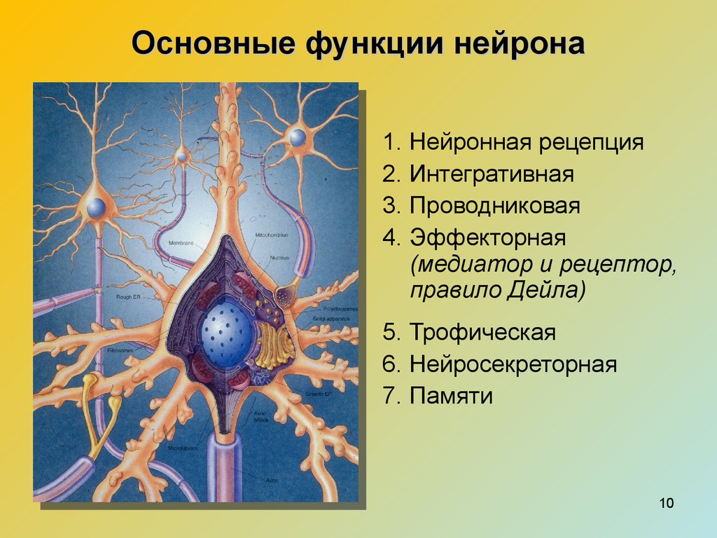 Основная клетка нервной системы. Функции нервных клеток физиология. Функции нейрона. Роль нервной клетки. Нейрон физиология.