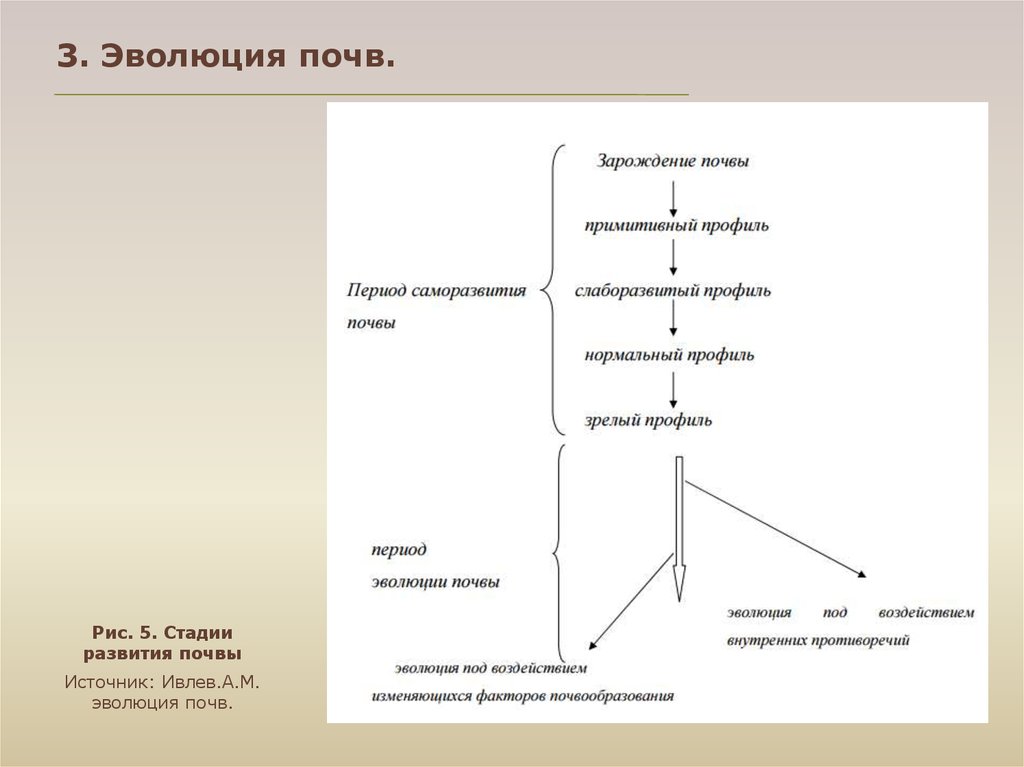Развитие почвы. Этапы развития почвы. Эволюция почв этапы. Основные этапы формирования почвы. Эволюция почв кратко.