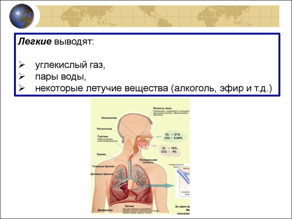 Вывести пар. Co2 в организме человека. Роль co2 в организме человека. Углекислый ГАЗ образуется в организме в легких. Выделение co2 организмом.