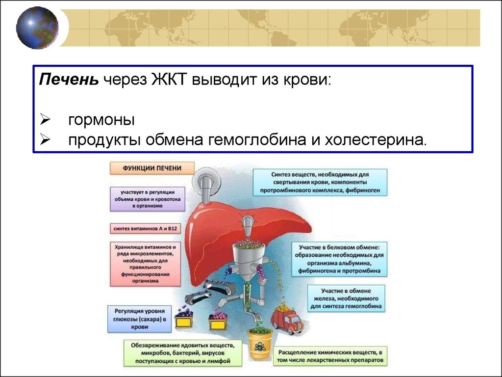 Печень 8 класс. Что выводится через печень. Печень очищает кровь от вредных веществ. В терморегуляции принимают участие гормоны.