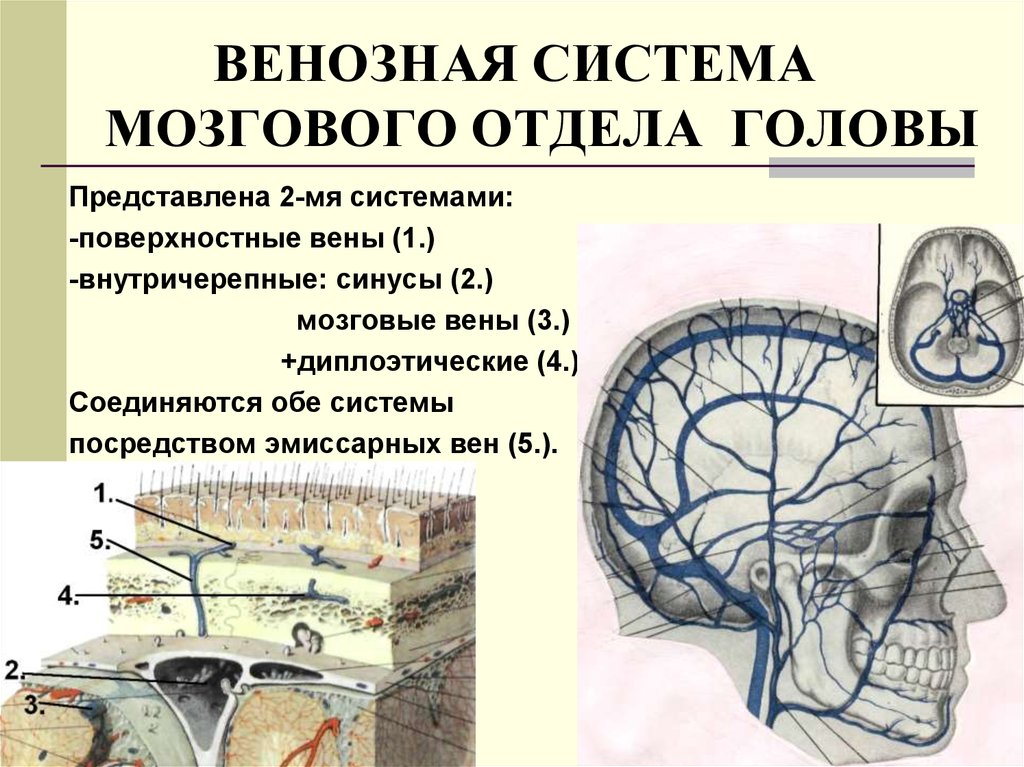 Оперативная хирургия лицевого отдела головы презентация