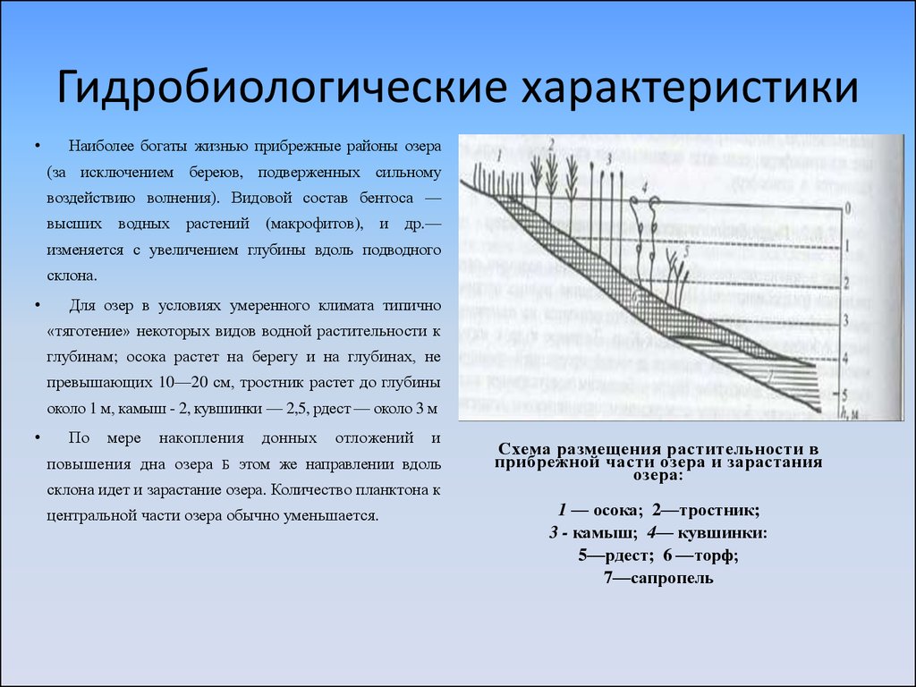 Схема зарастание озера