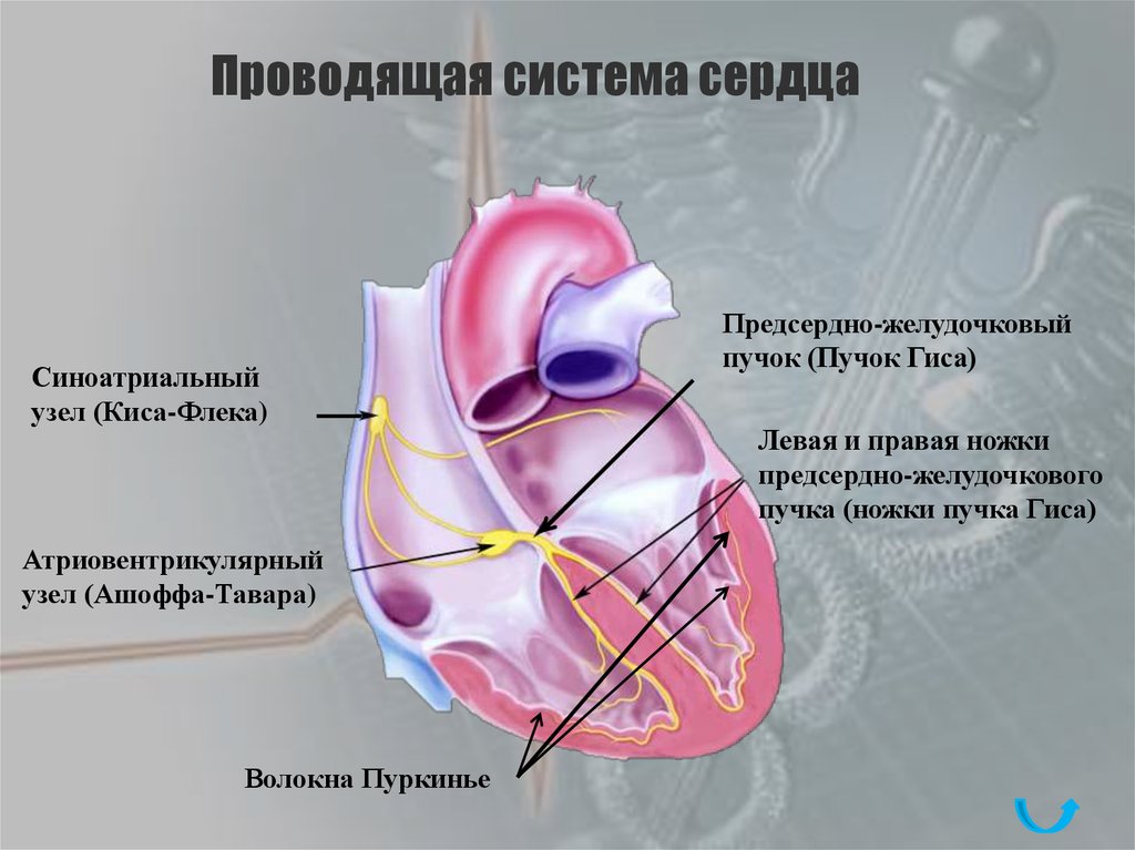 Проводящая система проводит. Система проводящей системы сердца. Проводящая система сердца синусовый узел. Проводящая система сердца синоатриальный узел. Образования проводящей системы сердца.