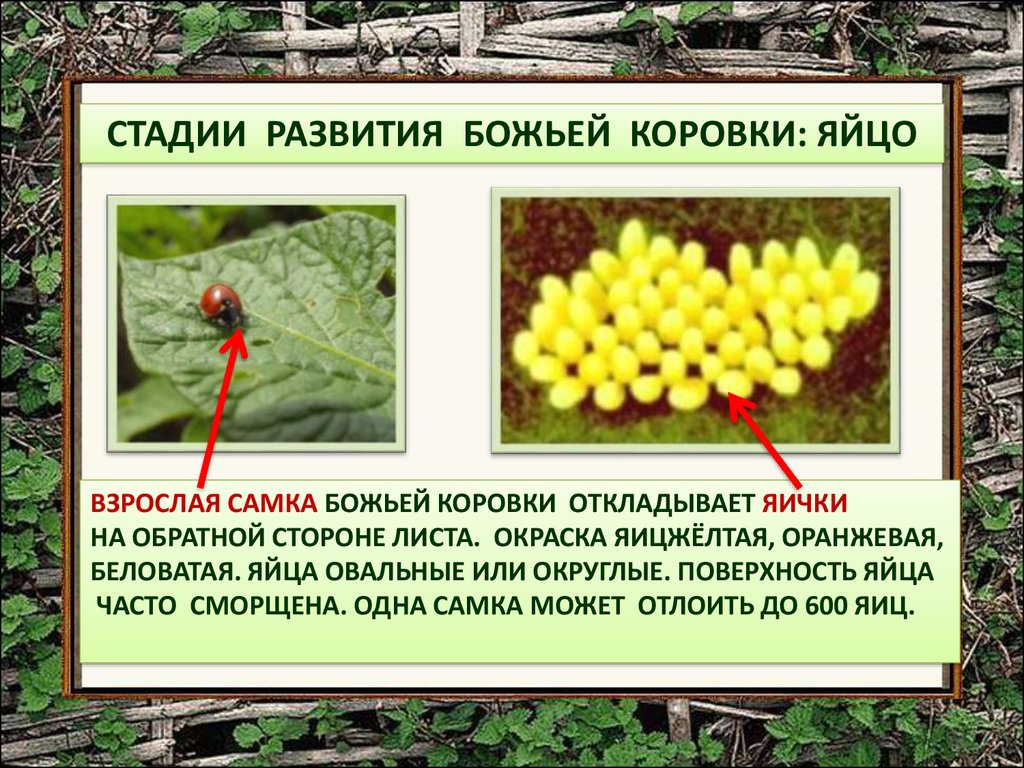 Божья коровка тип развития прямое. Размножение Божьих коровок. Божья коровка откладывает яйца. Стадии развития Божьей коровки. Этапы развития Божьей коровки.