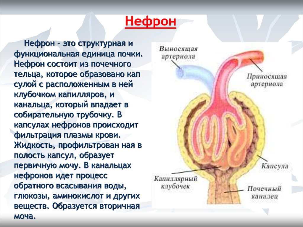 На рисунке изображена структурно функциональная единица почки