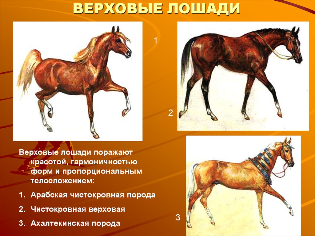 Верховая лошадь сканворд