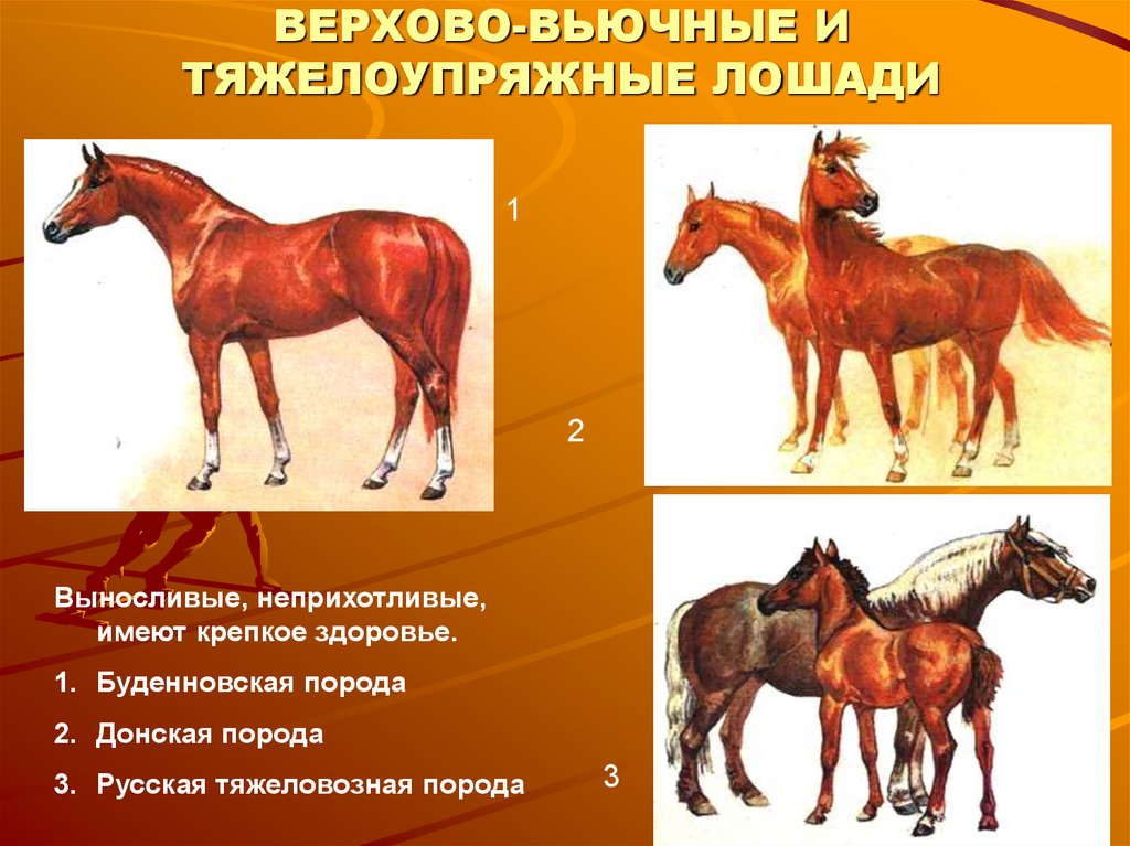 Рассмотрите фотографию коричневой лошади породы русская тяжеловозная и выполните задания
