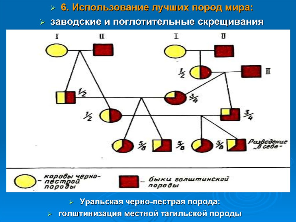 Воспроизводительное скрещивание в животноводстве схема