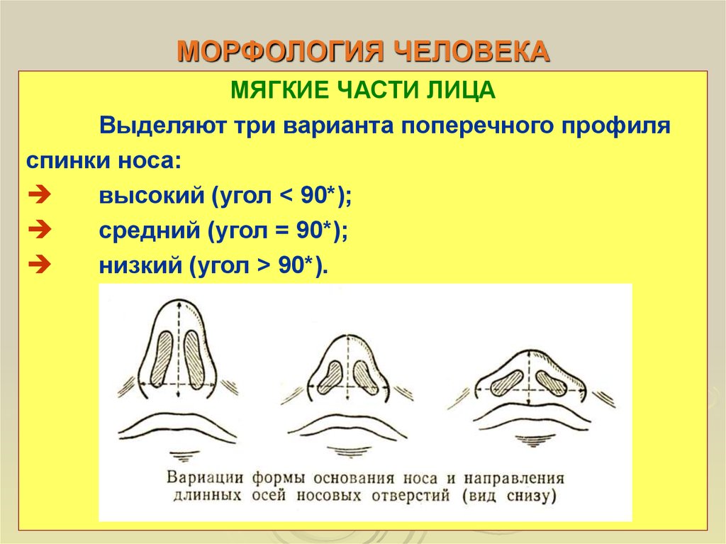 Мягкие части. Поперечный профиль спинки носа. Спинка носа. Типы спинки носа. Мягкие части лица это.