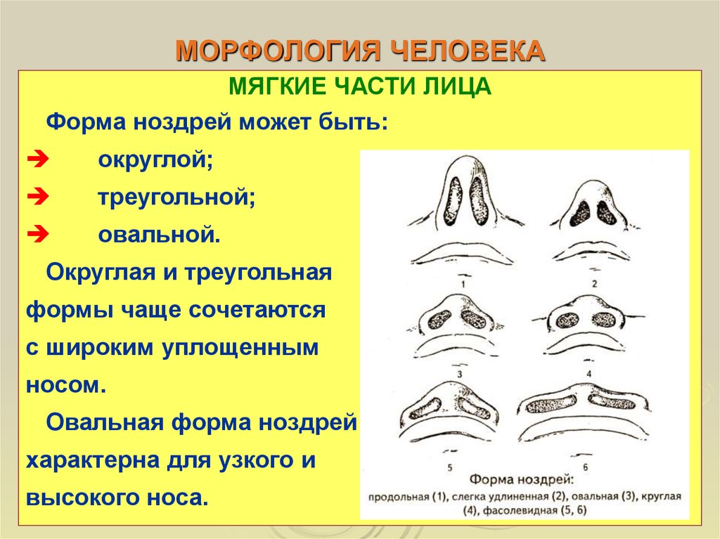 Мягкие части. Форма ноздрей. Ноздри треугольной формы. Морфология человека. Форма ноздрей антропология.