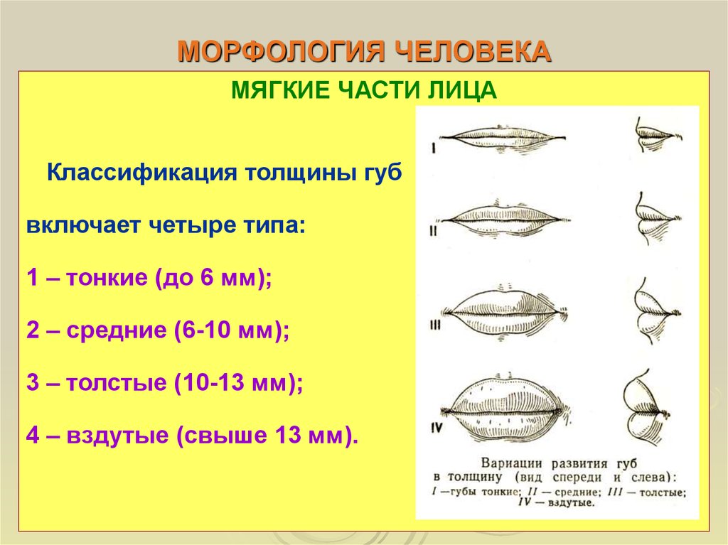 Мягкие части. Морфология человека. Морфологические данные человека. Морфология тела человека. Морфология человека классификация.