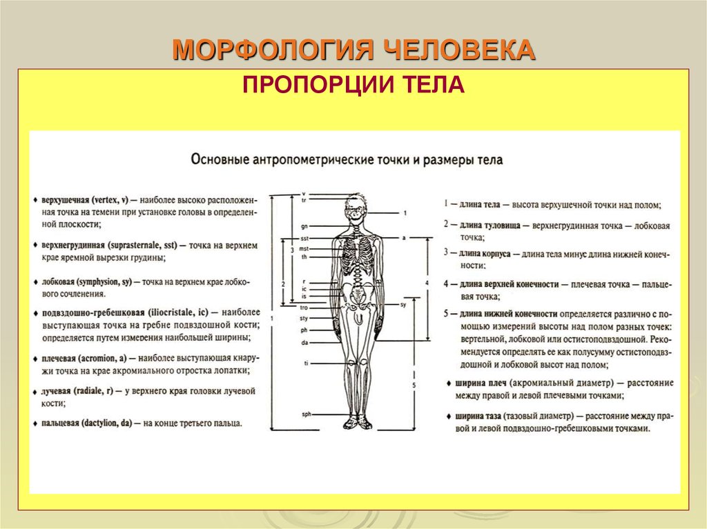 Туловище определение. Морфология организма человека. Морфология человека. Морфология тела человека. Морфологические показатели человека.