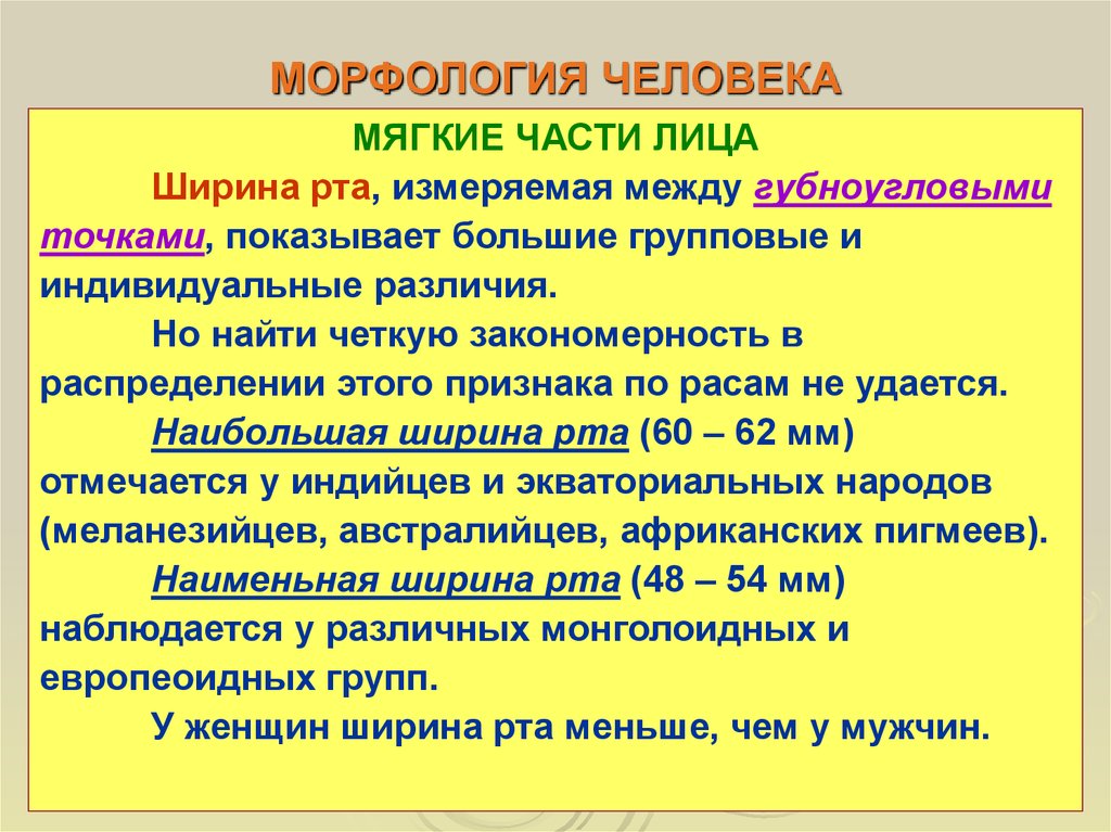 Самые мягкие части. Морфология. Морфология человека. Морфология презентация. Морфология человека изучает.