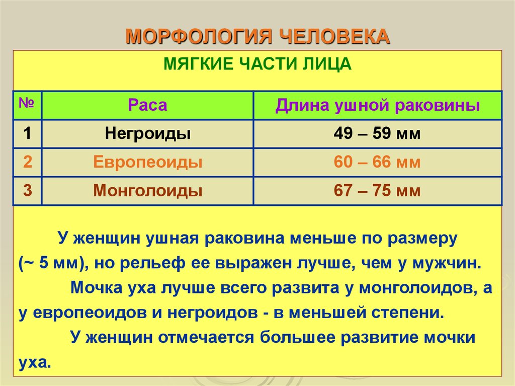 Самые мягкие части. Морфология человека. Морфологические показатели человека. Разделы морфологии человека. Морфологический анализ человечки.