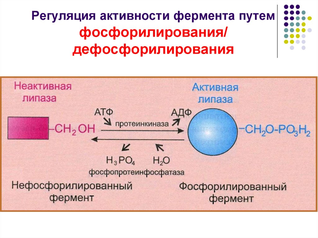 Фермент дефосфорилирования