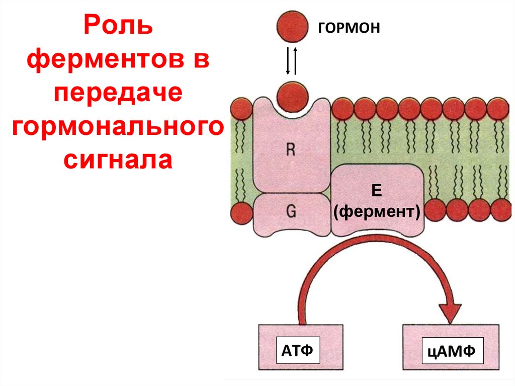 Сигнала фермент. Типы рецепторов гормонов биохимия. Участие ферментов в проведении гормонального сигнала. Участие ферментов в проведении гормонального сигнала в клетку. Роль ферментов в проведении гормонального сигнала.