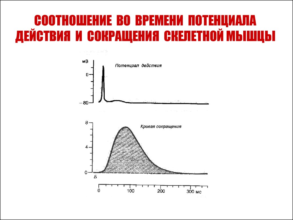 Потенциал покоя гладкомышечного волокна равен. Потенциал действия скелетной мышцы график. Потенциал покоя мышечного волокна скелетной мышцы. График потенциала действия скелетного мышечного волокна. Фазы потенциала действия мышечного волокна.