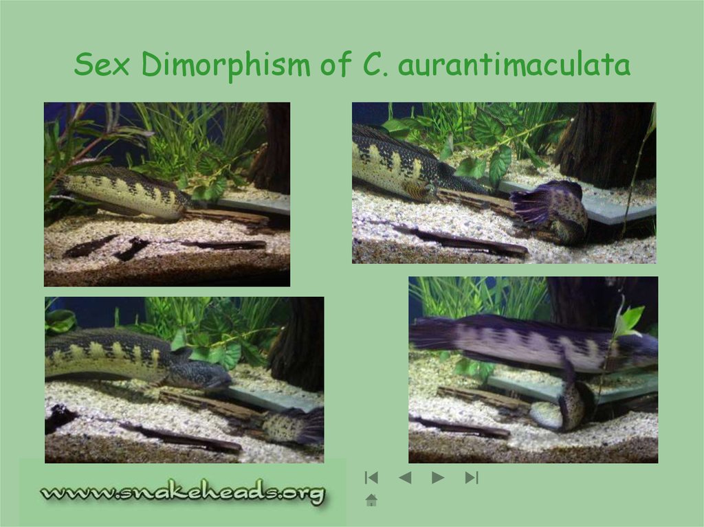 Sex Dimorphism of C. aurantimaculata