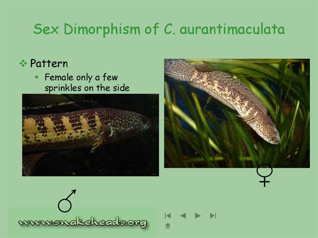 Sex Dimorphism of C. aurantimaculata