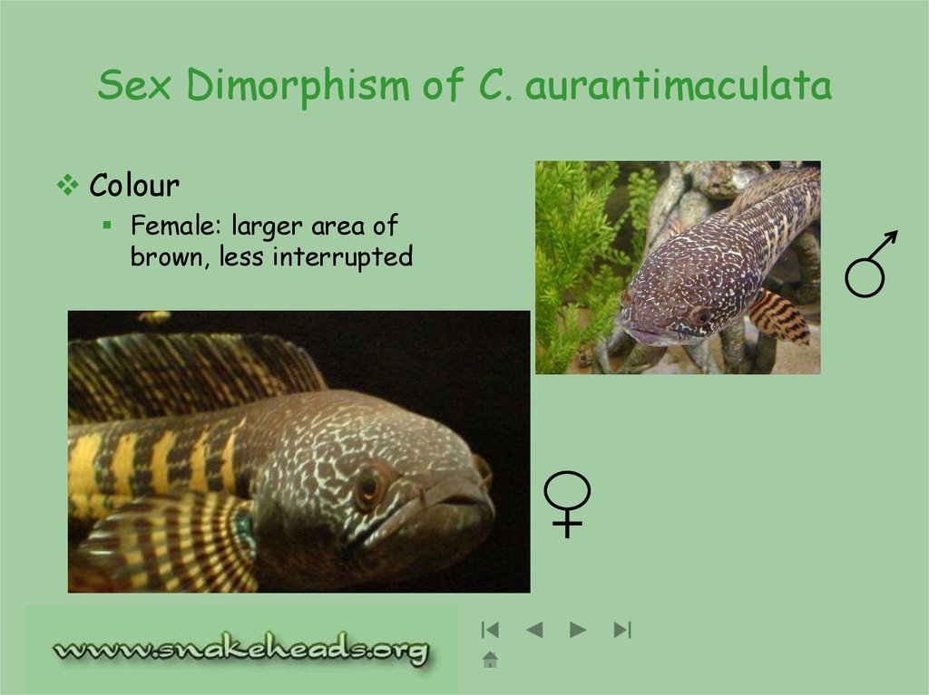 Sex Dimorphism of C. aurantimaculata
