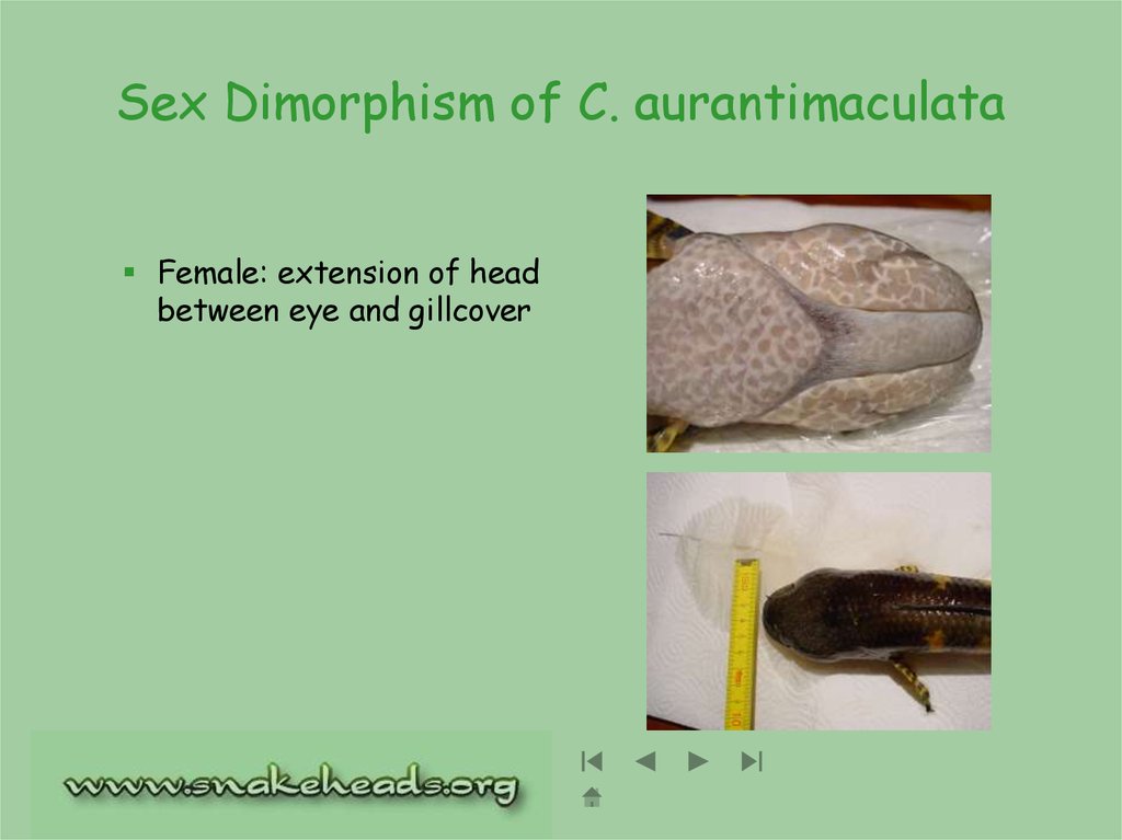 Sex Dimorphism of C. aurantimaculata