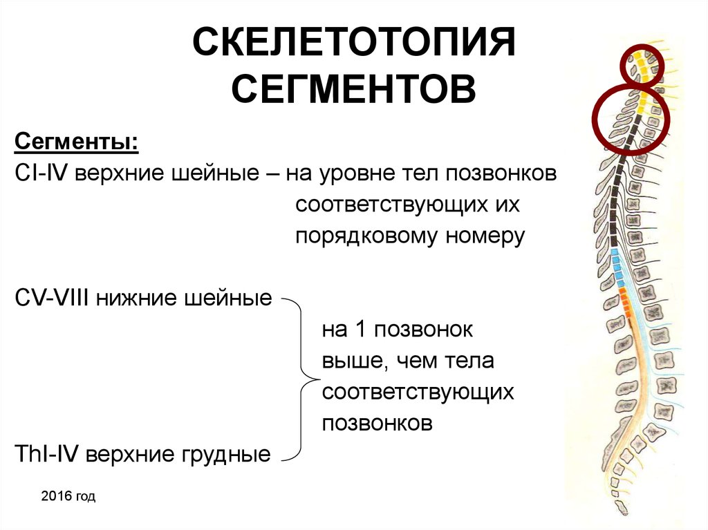 Функции шейного отдела. Скелетотопия сегментов спинного мозга. Сегменты спинной мозг Скелетотопи. Сегменты спинного мозга на уровне позвонков. Спинной мозг скелетолопия.