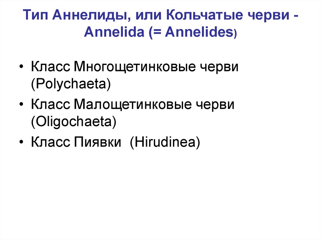 Тип Аннелиды, или Кольчатые черви - Annelida (= Annelides)