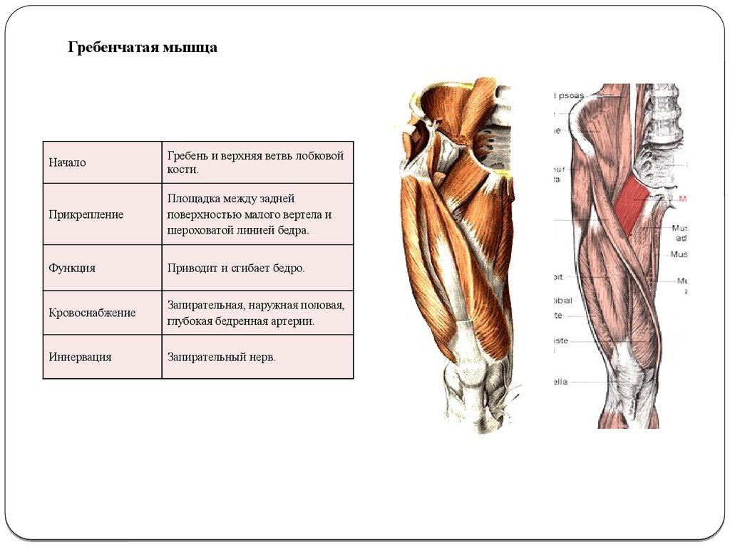 Приводящие латынь. Гребенчатая мышца бедра функции. Гребенчатая и наружная запирательная мышца. Гребенчатая мышца анатомия. Гребенчатая мышца бедра начало и прикрепление.