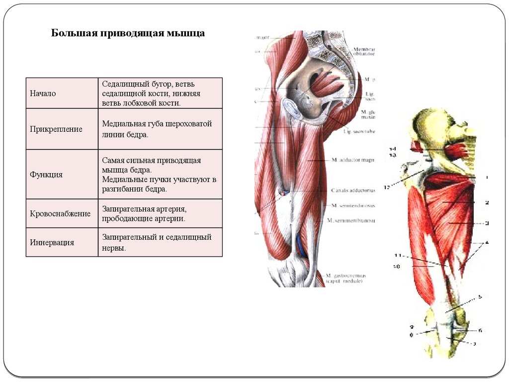 Мышца прикрепление функции. Мышцы бедра функции и иннервация. Приводящие мышцы бедра анатомия функция. Приводящие мышцы бедра таблица. Функции большой приводящей мышцы бедра.