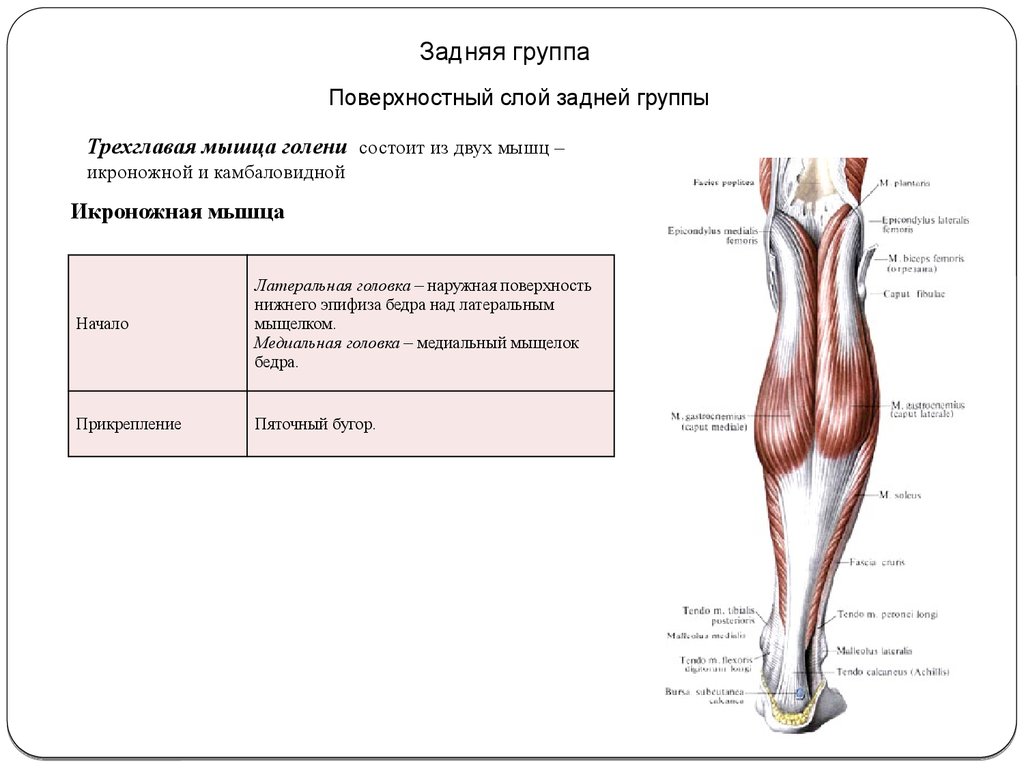 Мышцы бедра и голени функции