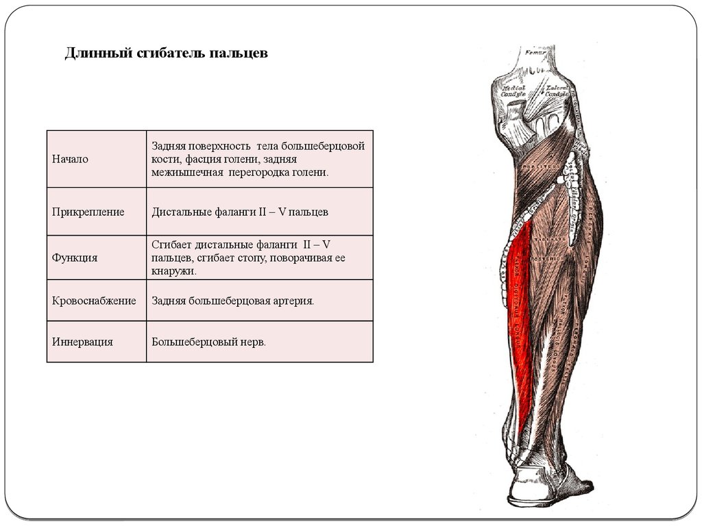 Длинный сгибатель пальцев. Длинный сгибатель пальцев мышца голени. Длинный сгибатель пальцев голени функции. Мышца длинный сгибатель пальцев стопы. Мышцы голени длинный сгибатель большого пальца стопы.