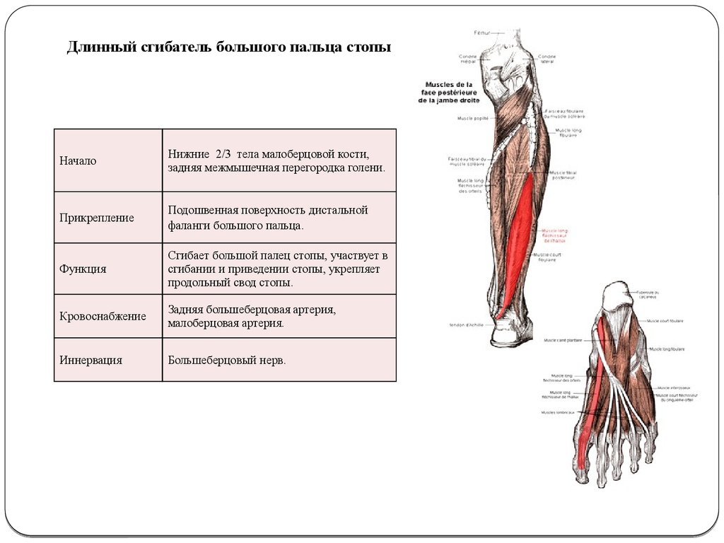 Мышцы сгибания. Длинный сгибатель большого пальца мышца. Длинный сгибатель большого пальца начало и прикрепление. Длинный сгибатель пальцев стопы иннервация. Функции мышцы длинный сгибатель пальцев стопы.