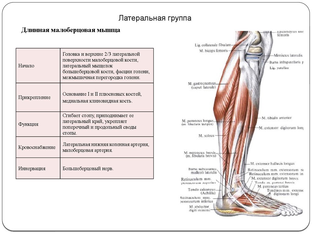 Латеральная мышца. Длинная малоберцовая мышца начало и прикрепление. Длинная малоберцовая мышца иннервация. Малоберцовая группа мышц. Передняя группа мышц голени иннервация.