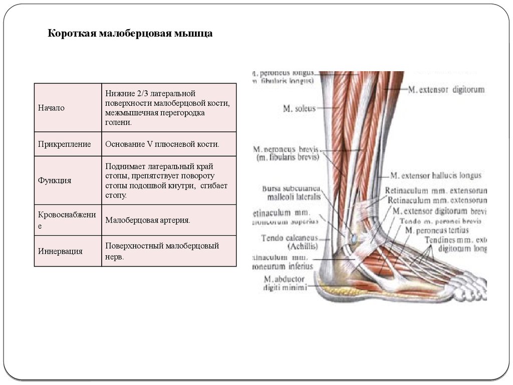 Малоберцовая мышца. Функция короткой малоберцовой мышцы голени. Короткая малоберцовая мышца функции. Мышцы голени и стопы вид сбоку. Функция длинной малоберцовой мышцы голени.