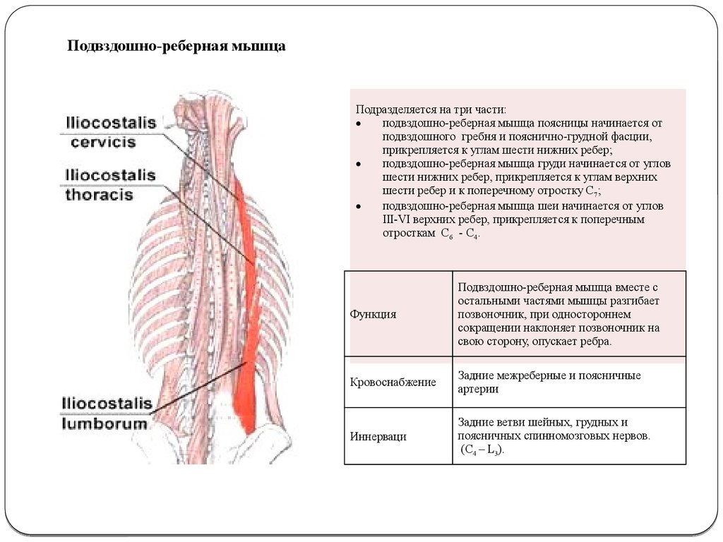 Длиннейшая мышца. Подвздошно реберная мышца спины функции. Мышца выпрямляющая позвоночник подвздошно реберная. Функция подвздошно реберной мышцы груди. Мышца выпрямляющая позвоночник иннервация.