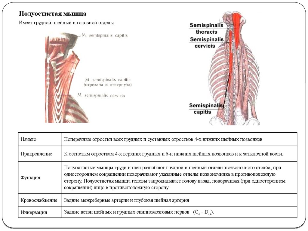 Мышцы грудного отдела. Остистая мышца спины начало и прикрепление. Полуостистая мышца головы функции. Поперечно остистая мышца полуостистая. Поперечно остистая мышца начало и прикрепление функции.