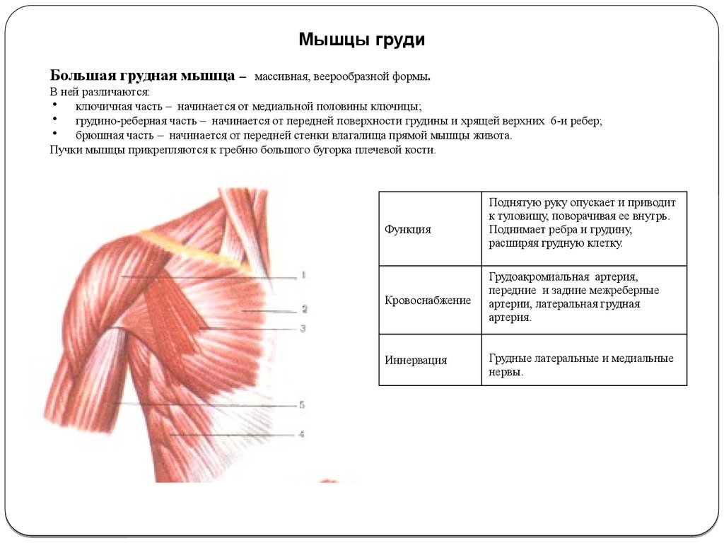 Молочные мышцы. Большая грудная мышца иннервация. Грудино реберная часть большой грудной мышцы. Большая грудная мышца иннервация и кровоснабжение. Большая грудная мышца(Ключичная часть) функция.