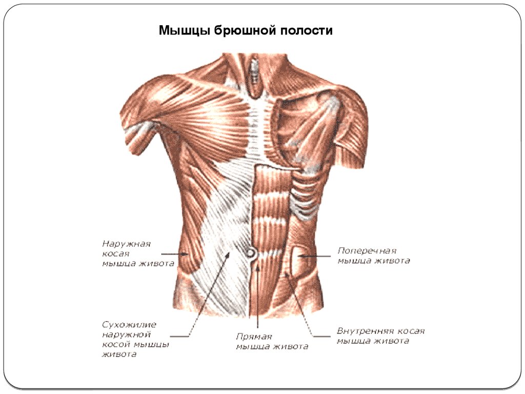 Живот стенки полости живота. Мышцы брюшной стенки человека анатомия. Передняя брюшная стенка мышцы анатомия. Мышцы передней стенки живота латынь. Мышцы передней стенки брюшной полости анатомия.