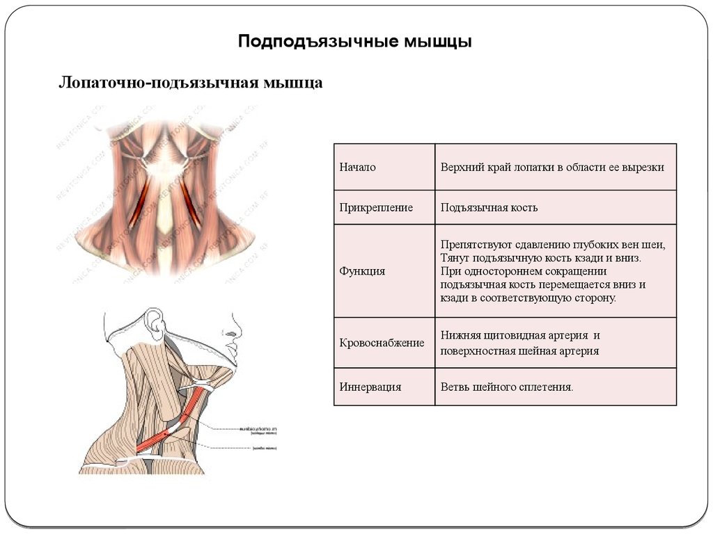 Подъязычная мышца. Лопаточно-подъязычная мышца функции. Лопаточно подъязычная мышца начало прикрепление функции. Мышцы шеи поверхностные глубокие подъязычной кости. Функции мышц подъязычной кости.